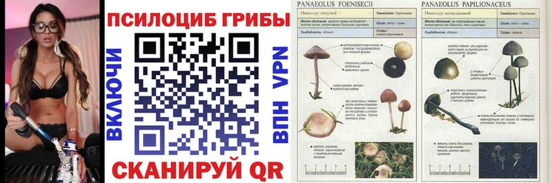 Купить закладки  Хабаровск  Галлюциногенные грибы Psilocybe 